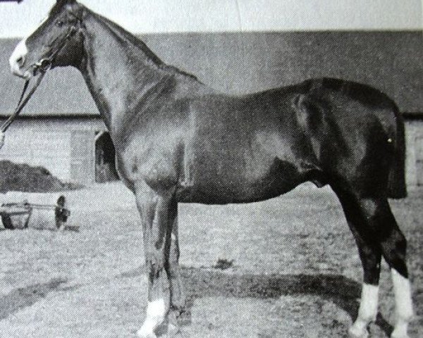 stallion Morgenstrahl (Trakehner, 1896, from Blue Blood xx)