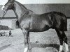 stallion Morgenstrahl (Trakehner, 1896, from Blue Blood xx)