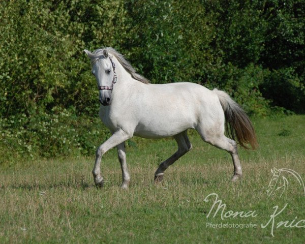 Zuchtstute Society (Deutsches Reitpony, 1992, von Maritim II)