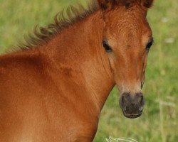 horse Speedless Fairy (Deutsches Reitpony, 2010, from Mikado 352)