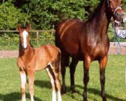 broodmare Piroschka (Westphalian, 1987, from Pilot)