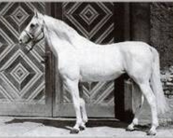 Deckhengst Ramzes AA (Anglo-Araber, 1937, von Rittersporn xx)