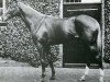 Pferd Coronach xx (Englisches Vollblut, 1923, von Hurry On xx)