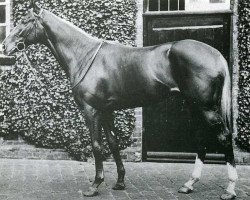 stallion Coronach xx (Thoroughbred, 1923, from Hurry On xx)