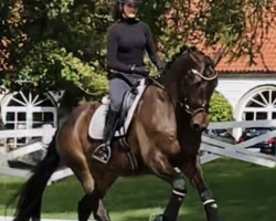 dressage horse Interstellar (Trakehner, 2018, from Schwarzgold)