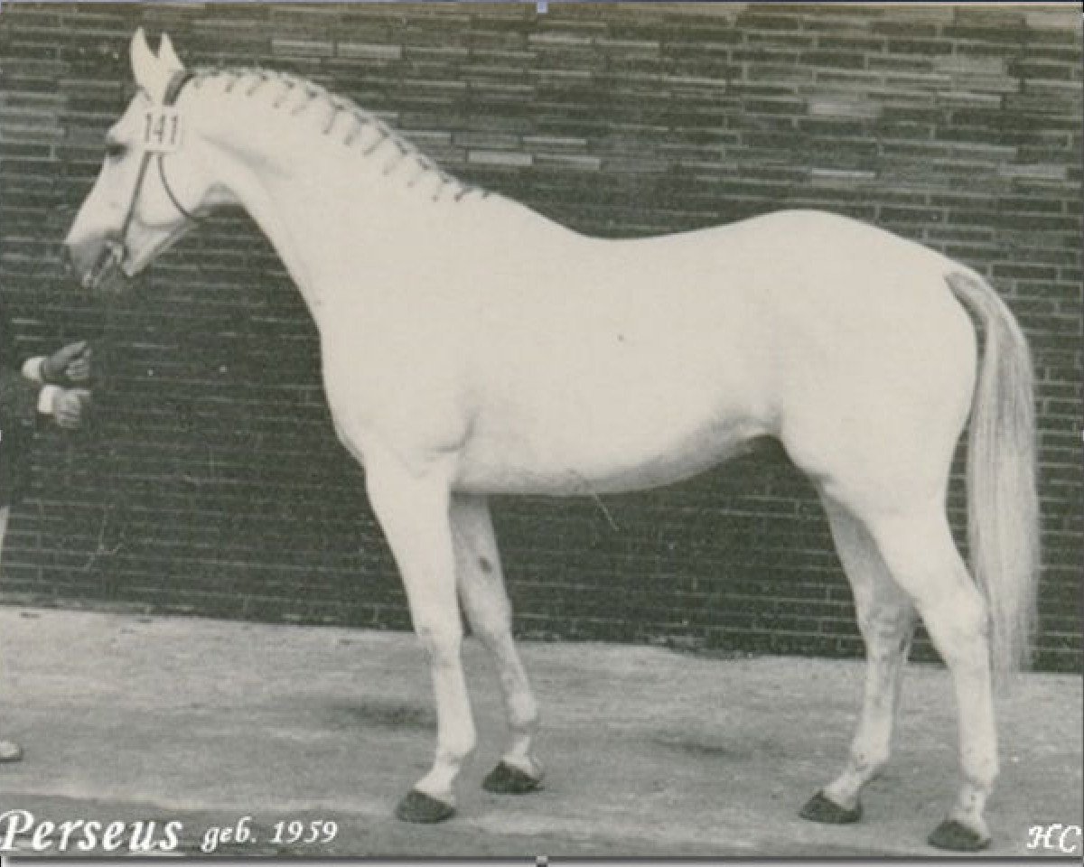 Deckhengst Perseus (Westfale, 1959, von Pluchino xx)