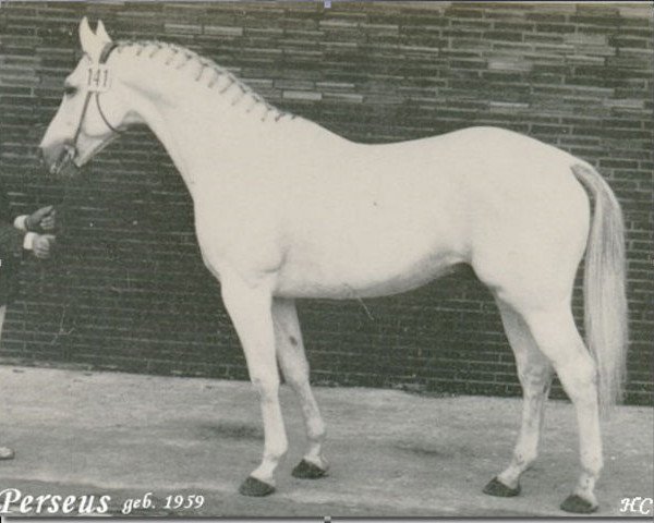 Pferd Perseus (Westfale, 1959, von Pluchino xx)