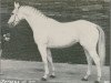 stallion Perseus (Westphalian, 1959, from Pluchino xx)