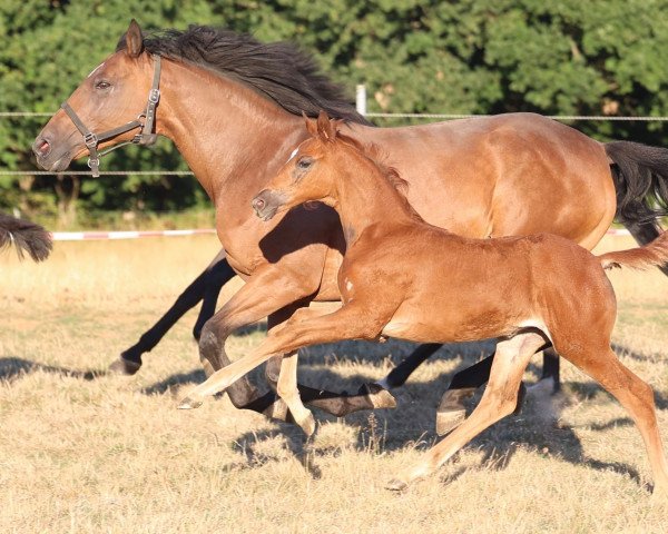 dressage horse Rémy Doré (Trakehner, 2022, from Karim Doré)