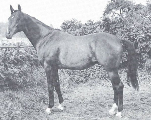 Pferd Pluchino xx (Englisches Vollblut, 1949, von Niccolo Dell'Arca xx)