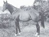 stallion Pluchino xx (Thoroughbred, 1949, from Niccolo Dell'Arca xx)