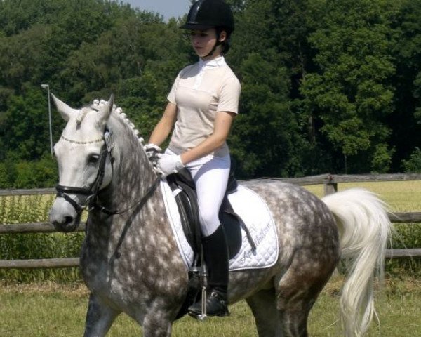 Dressurpferd Cindy (Deutsches Reitpony, 1997)