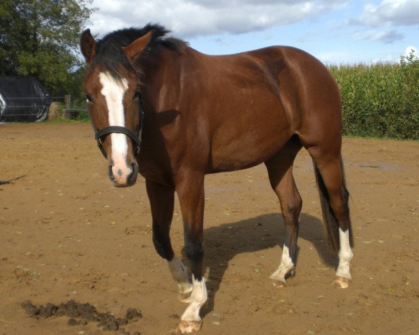 broodmare Weissaya S (Oldenburg, 2006, from Lucky-Man)