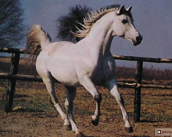 stallion Berberys AA (Anglo-Arabs, 1989, from Partner ox)