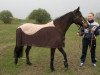 jumper Chayenne (German Riding Pony, 2005)