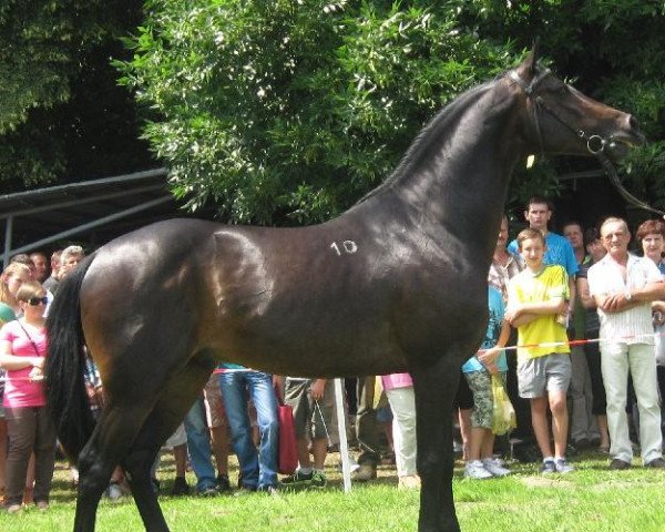 stallion Jasmin AA (Little-Poland (malopolska), 2006, from Frazes AA)