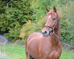 dressage horse Indiana XXIII (Oldenburg,  , from Asgard's Ibiza)