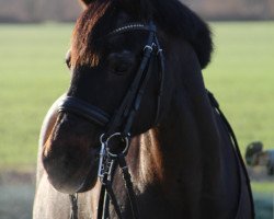 Dressurpferd Menai Conspiracy (Welsh-Cob (Sek. D), 2005, von Menai Cosmos)