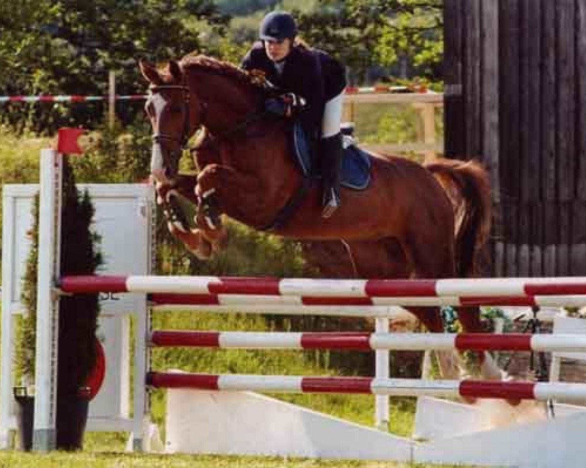 Springpferd Don Schufi (Württemberger, 1996, von Don Primero)