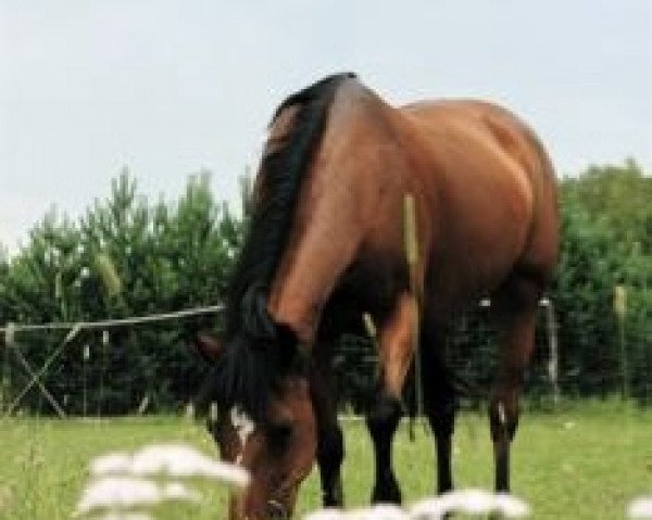 broodmare Daria (Polish Pony, 1994, from Neptun ox)