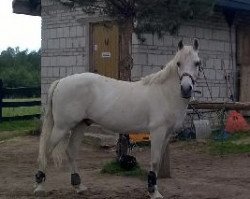 horse Dante (Polish Pony, 1998)