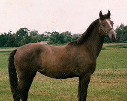 horse Teti (Polish Pony, 2006, from Dante)