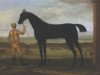 stallion Basto xx (Thoroughbred, 1702, from Byerley Turk xx)