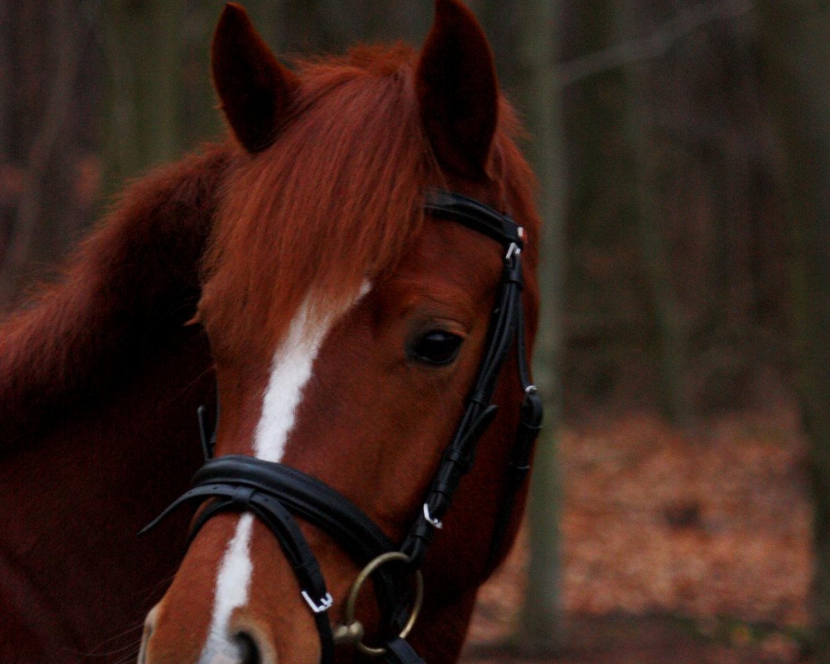 dressage horse Carlos T (German Riding Pony, 2005, from Chantre B)