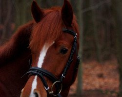 dressage horse Carlos T (German Riding Pony, 2005, from Chantre B)