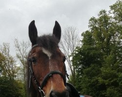 jumper Machno Dawnus (Welsh-Cob (Sek. C), 1999, from Minyffordd Democrat)