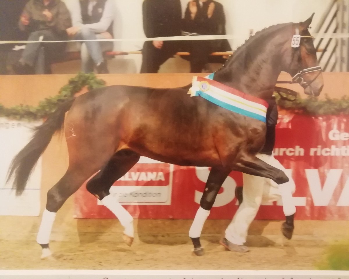 Deckhengst San World (Hannoveraner, 2008, von Sandro Hit)