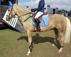 Springpferd Lino 68 (Deutsches Reitpony, 2012)