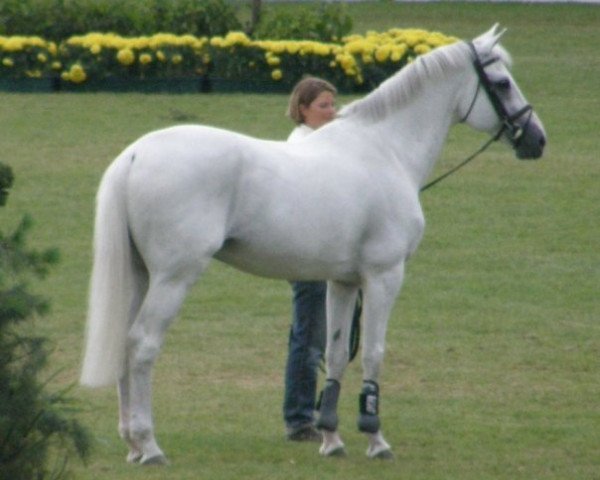 stallion Champion du Lys (Selle Français, 1990, from Laeken)