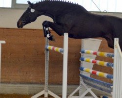 dressage horse Dothraki (Mecklenburg, 2017, from Don Aurillium)