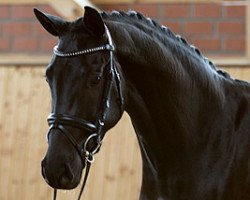 broodmare Lady (Hanoverian, 2004, from Stedinger)