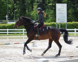 Springpferd Gagner de l' argent (Oldenburger Springpferd, 2013, von Vivant)