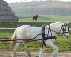 Pferd Carmi (Welsh-Cob (Sek. D), 2017)