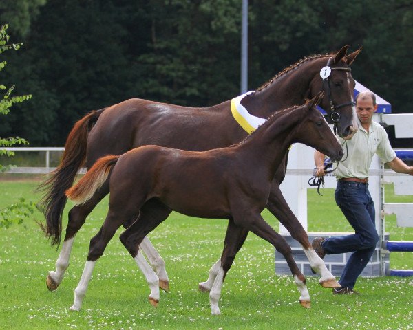 horse Gina (Hanoverian, 2002, from Graf Grannus)