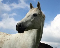 dressage horse Daquino 3 (Westphalian, 2003, from Dormello)