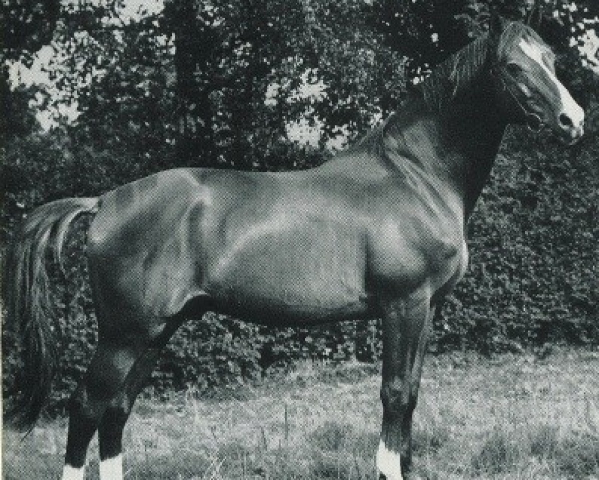 Deckhengst Altan (Trakehner, 1943, von Hirtensang)