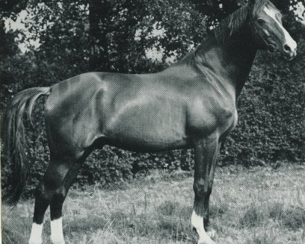 stallion Altan (Trakehner, 1943, from Hirtensang)