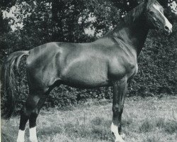 Deckhengst Altan (Trakehner, 1943, von Hirtensang)