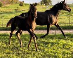 dressage horse Goldjunge (Trakehner, 2022, from Freiherr von Stein)