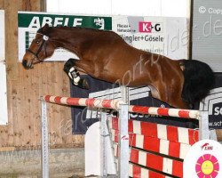 broodmare Chica can fly (Oldenburg, 2005, from Chambertin)