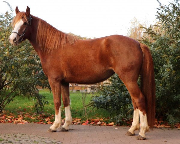 broodmare Soleil (Freiberger, 2019, from Cash)