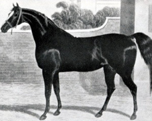stallion Comus xx (Thoroughbred, 1809, from Sorcerer xx)