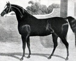 stallion Comus xx (Thoroughbred, 1809, from Sorcerer xx)