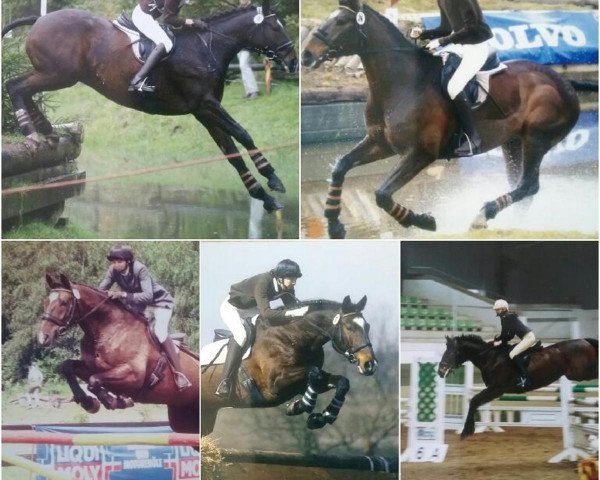 horse Belmondo 89 (Trakehner, 1992, from Langata Express xx)