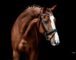 jumper Everybody's Darling 22 (Hanoverian, 2015, from Earl)