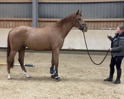 dressage horse Ebony 129 (Hanoverian, 2020, from Escamillo)